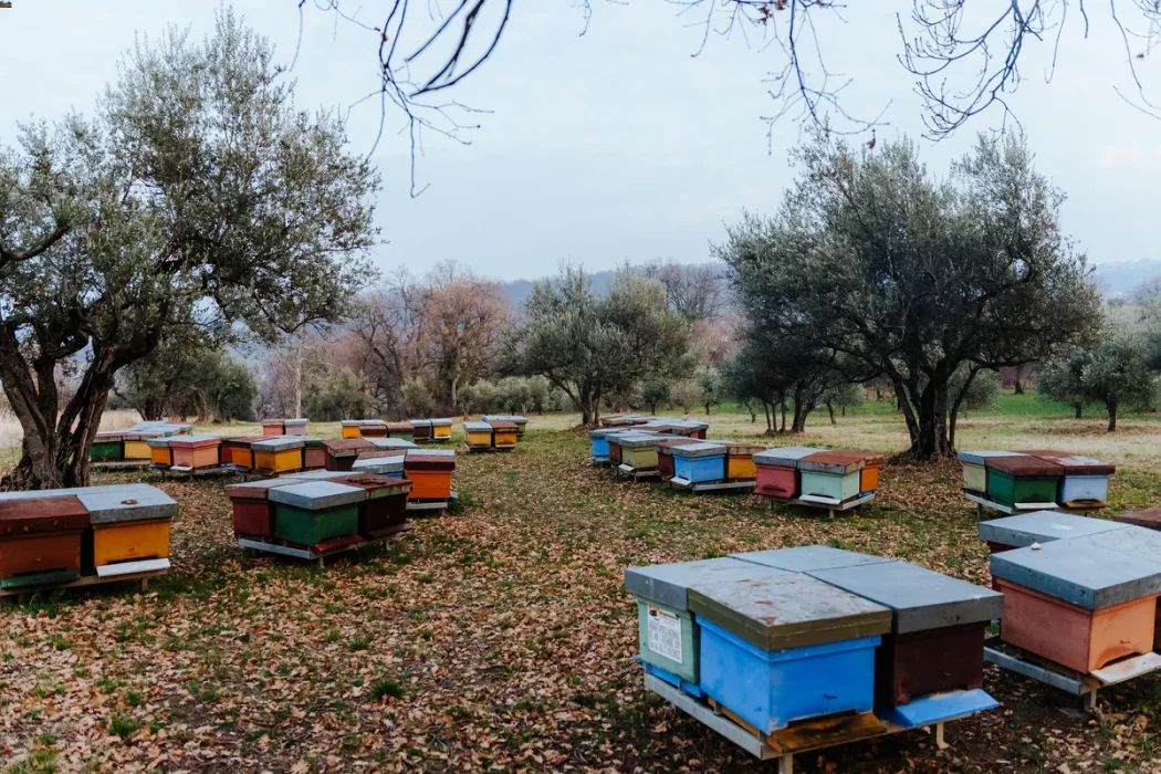 adotta un'arnia