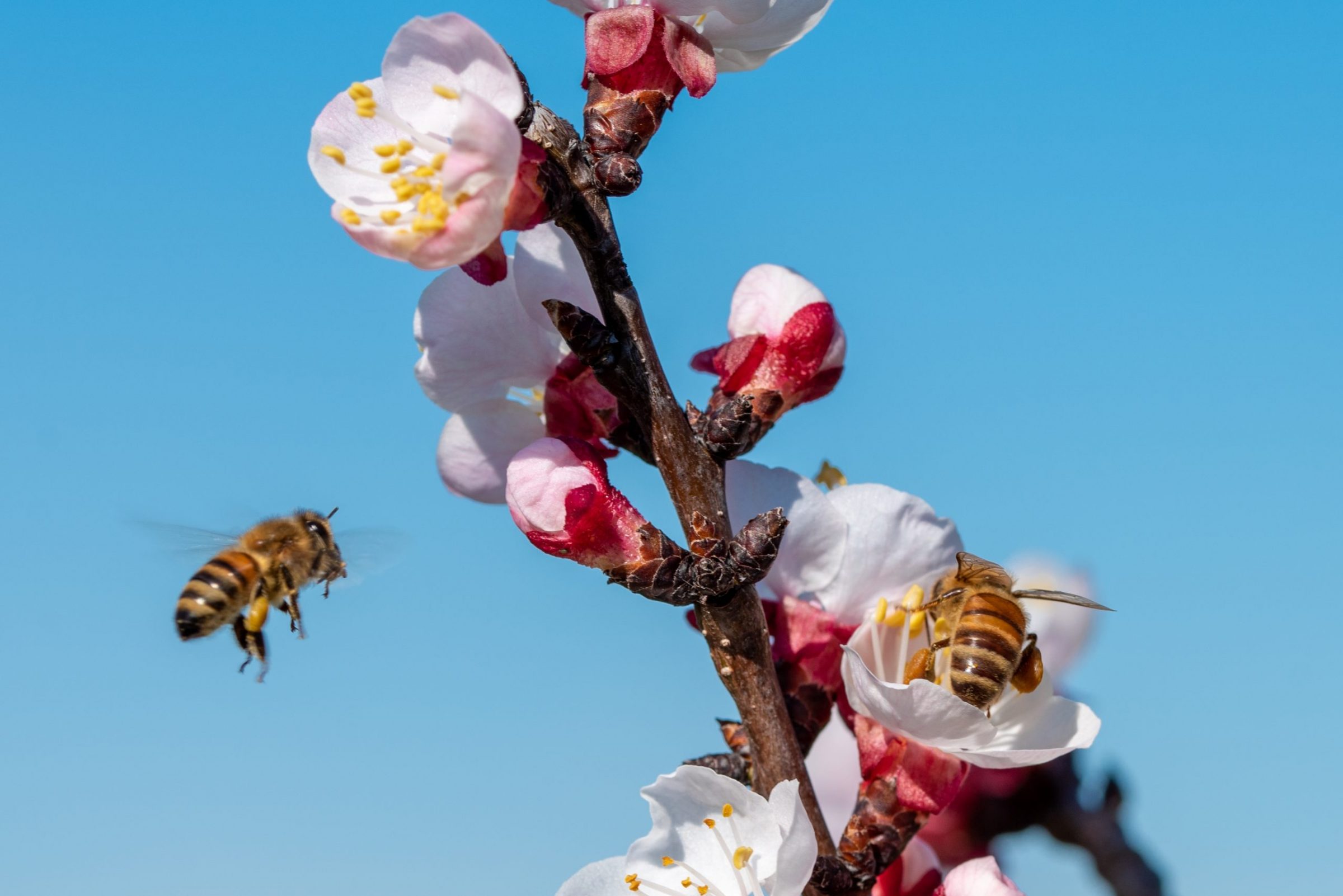 mal di primavera