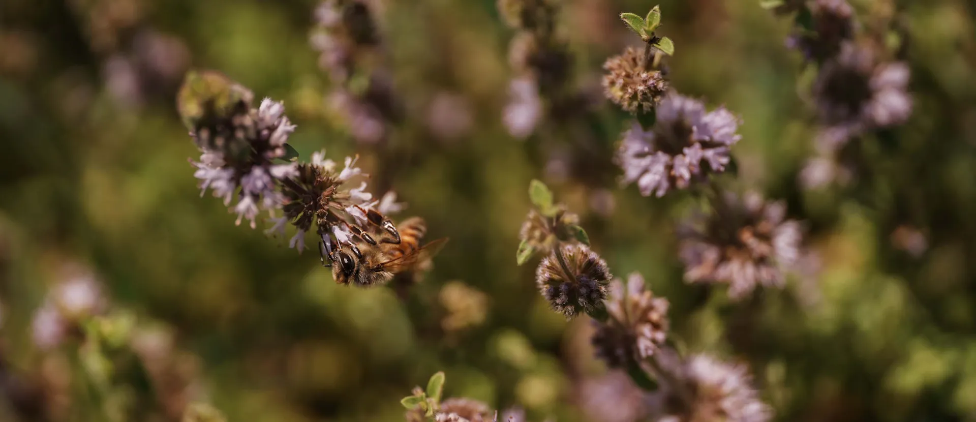 benefici del polline - ADI Apicoltura