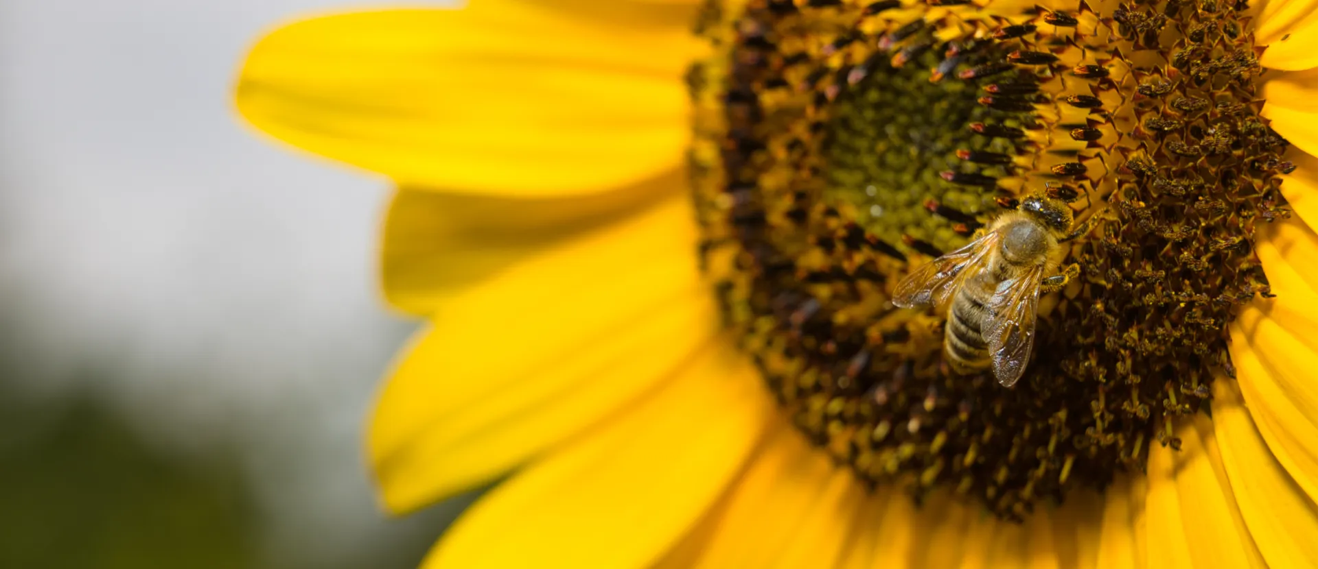 Api nel girasole per creare il miele - ADI Apicoltura